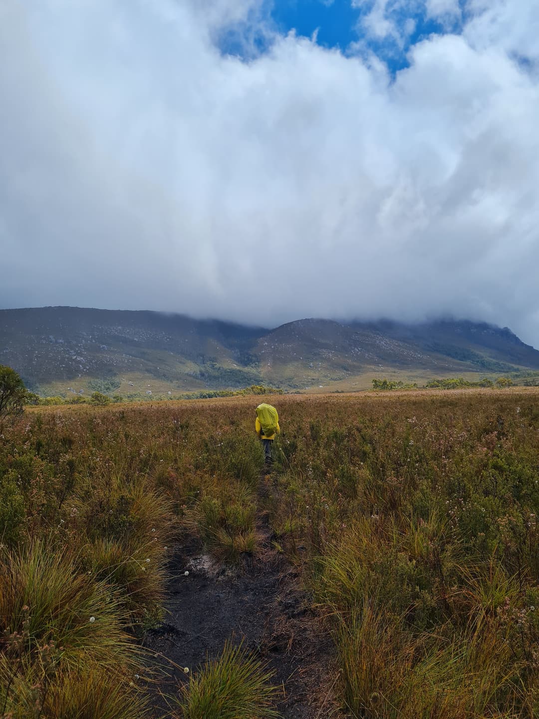 Slogging through the buttongrass plains. Alpha Moraine track just visible.