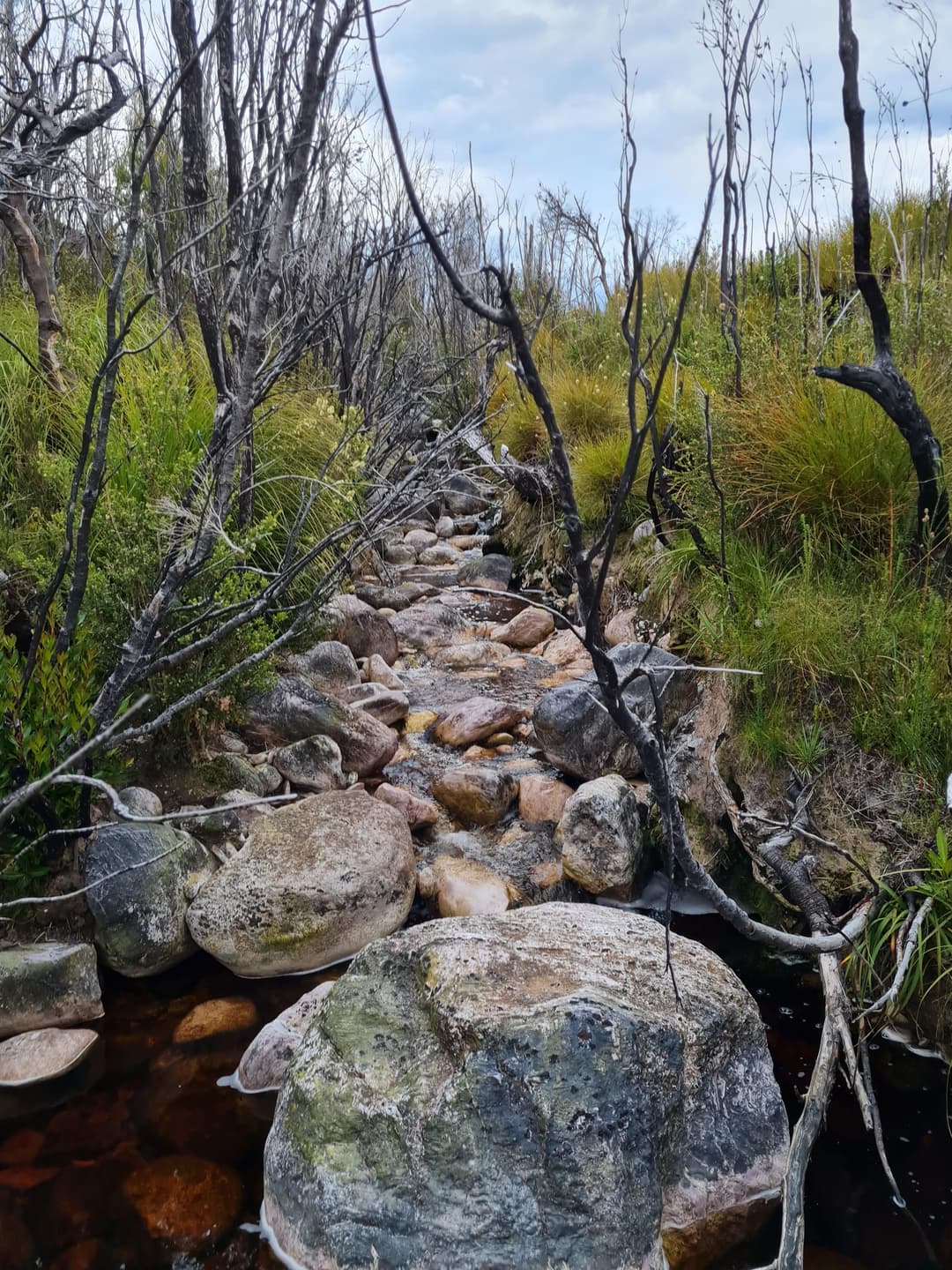 Beautiful creek and windswept trees from the viscous winds